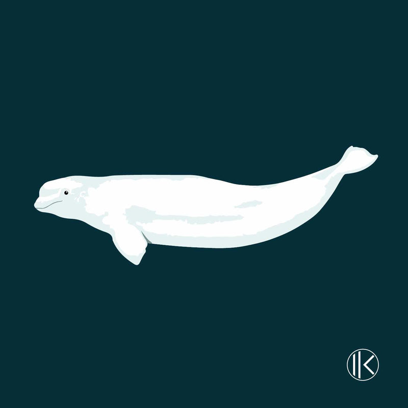 Ikon - Le Beluga